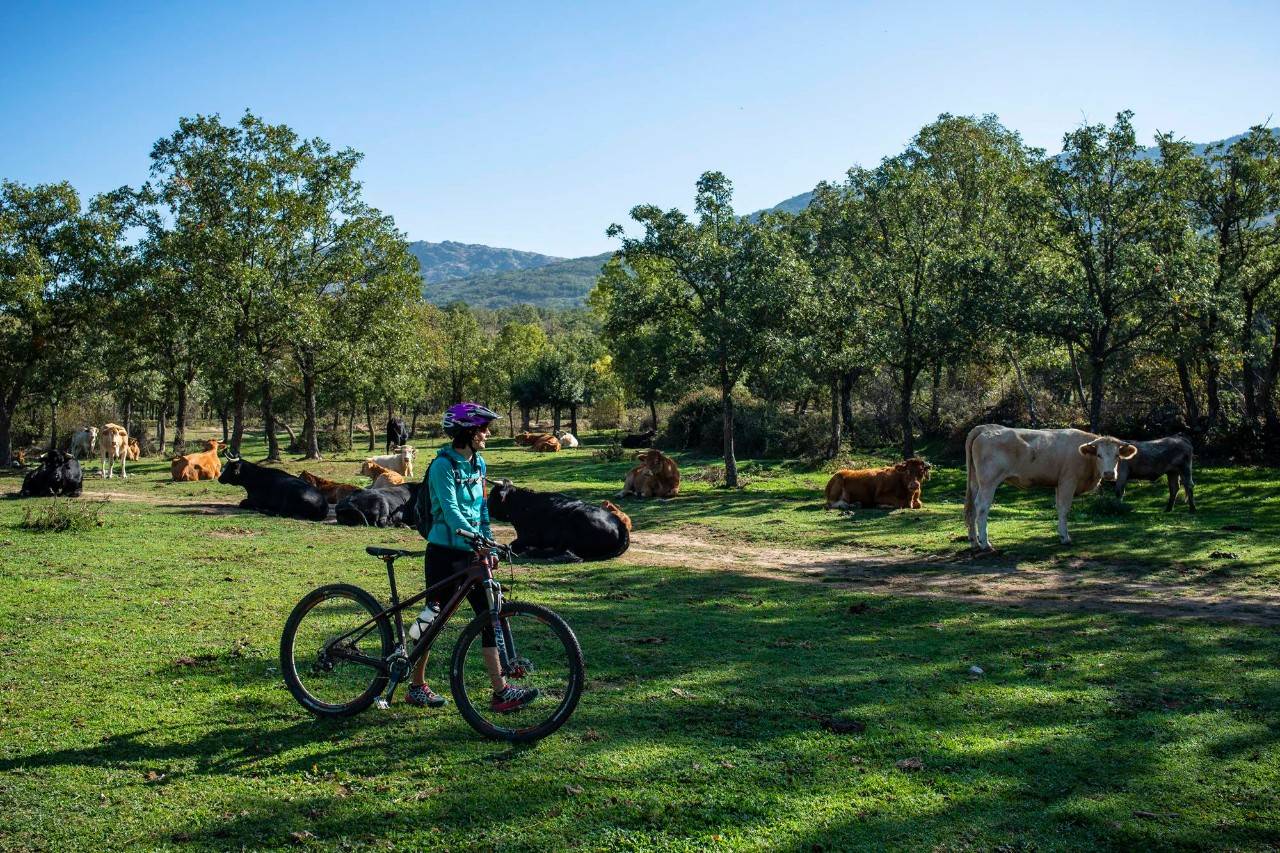 En el Monte de Ana, las vacas están acostumbradas a los visitantes.