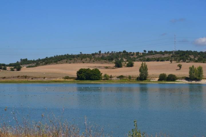 Las lagunas son el hábitat de un buen número de especies.