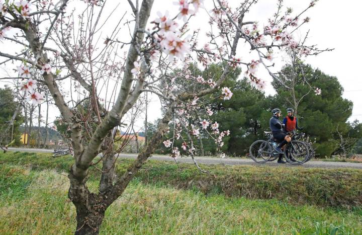 Almendros en flor y tramos íntimos en la Vía Verde de los Ojos Negros. Foto: Rober Solsona.