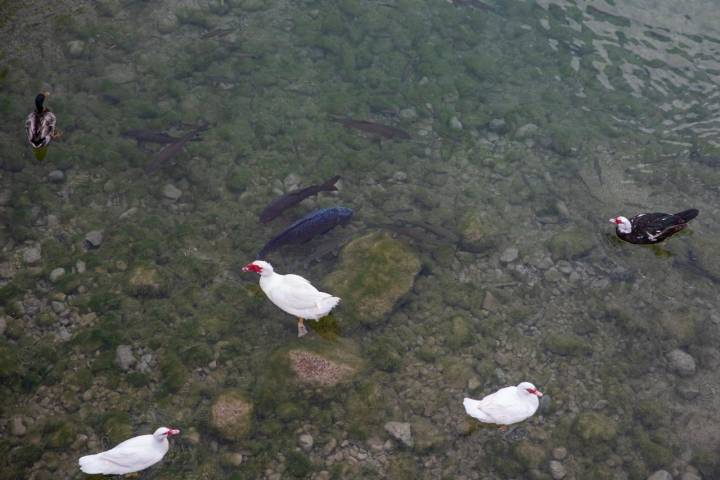 patos bolbaite