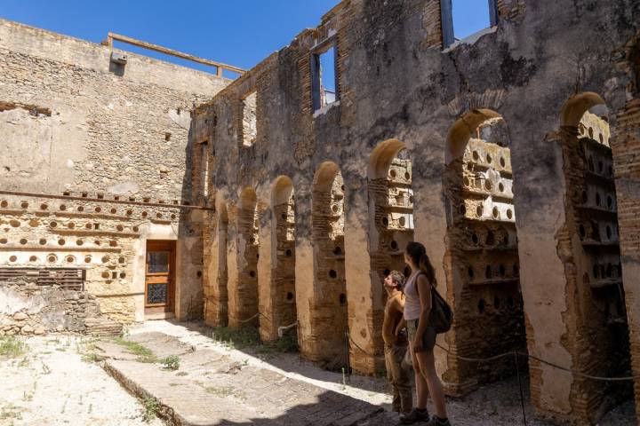 Ruta La Breña y Marismas Barbate (Cádiz) nidos de paloma