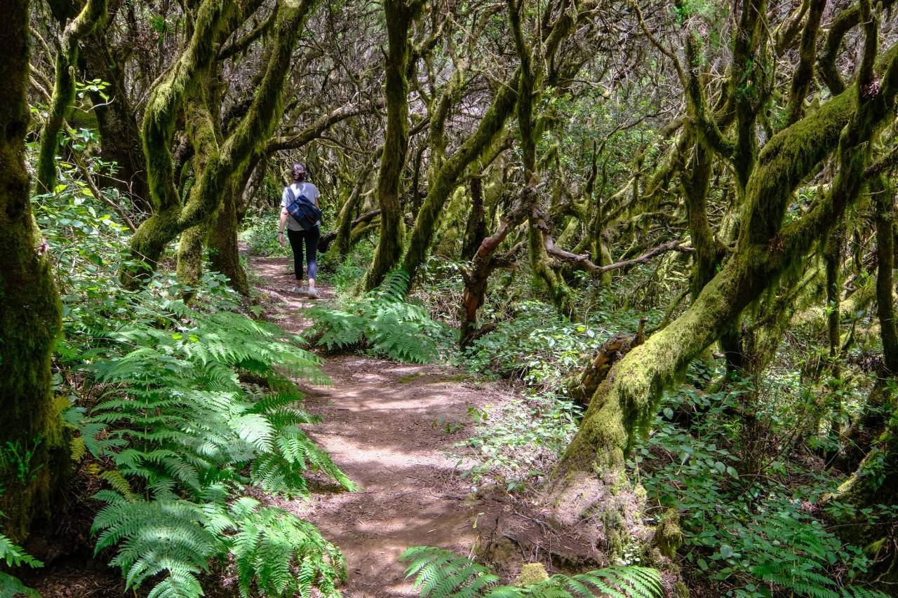 Ruta Senderista la Llania. Mujer al final del camino de árboles