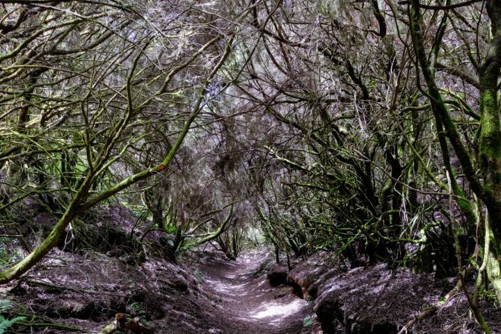 Camino cubierto por techo de árboles.