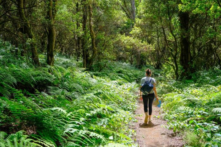 Ruta Senderista la Llania: Mujer en el bosque de helechos