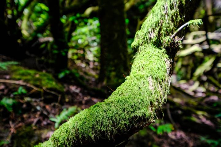 Ruta Senderista la Llania: Detalle musgo en la rama