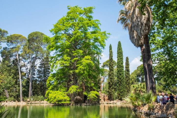 Ciprés de los Pantanos Parc Samà