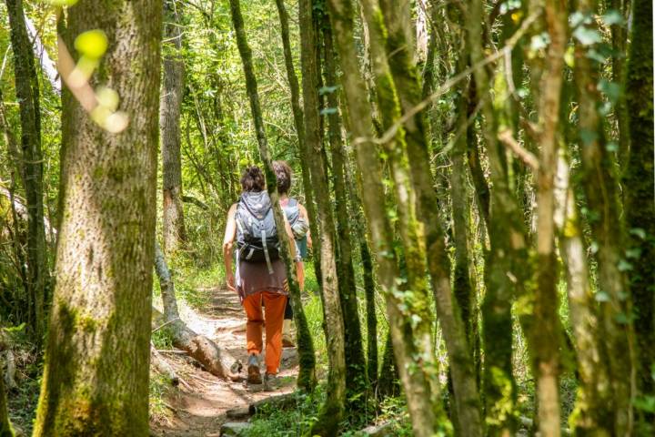 La ruta atraviesa bosques de sauces, encinas, robles, acebos, arces negros, alisos o tilos silvestres.