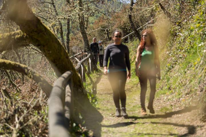 La visita al bosque está restringida a 20 personas al día.