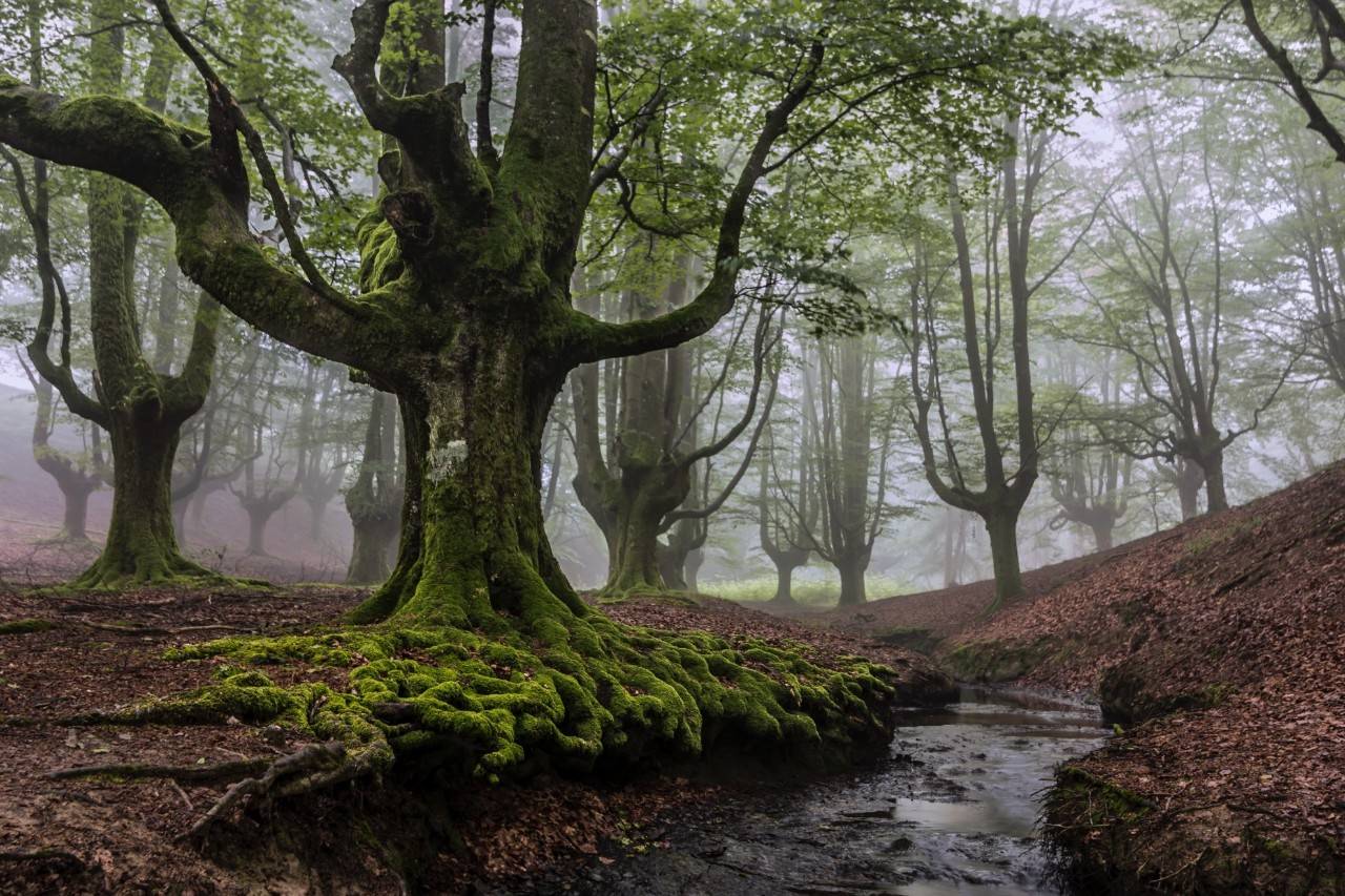 Hayedo Otzarreta apertura niebla