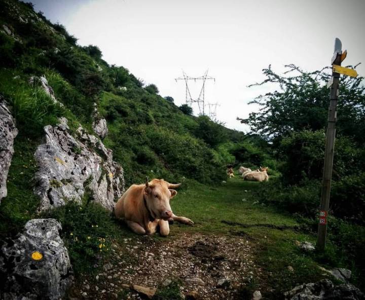 Las marcas amarillas (junto a las vacas) indican el camino. Foto: Facebook del Maratón Zegama Aizkorri.