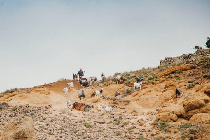 Un pastor con cabras por el parque rural de Teno, en Tenerife.