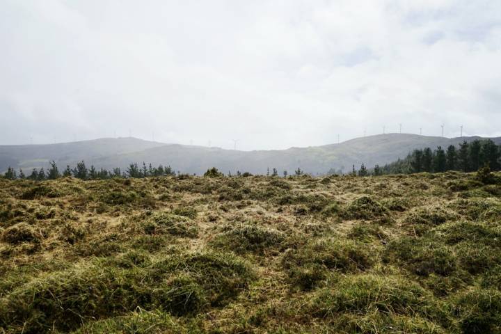 Turberas de Serra do Xistral