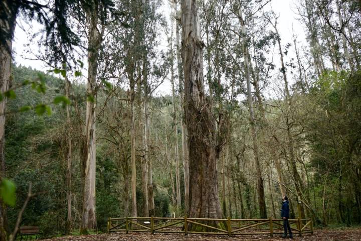 Ejemplar O Avó (el abuelo), el eucalipto más antiguo de Souto da Retorta