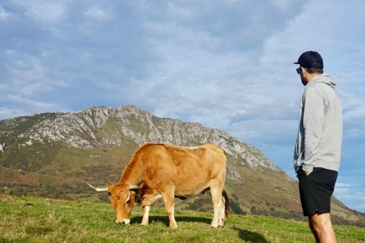 Vacas en la Sierra del Aramo (Asturias).