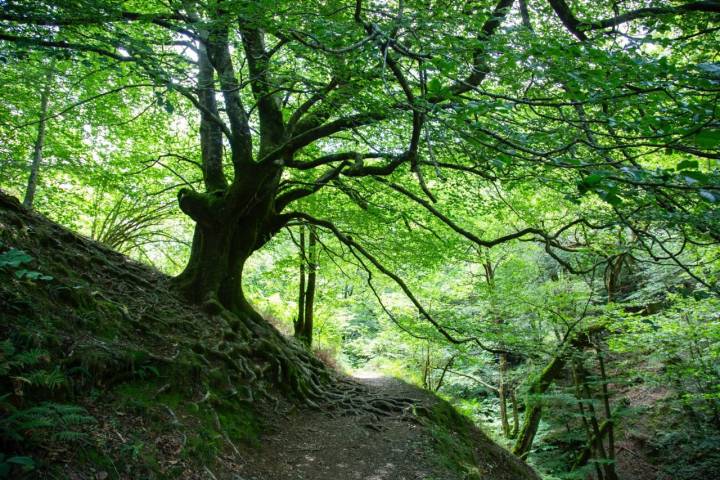 Ruta por las cascadas de Xorroxin (Navarra): bosque