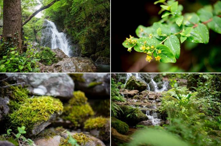 Ruta por las cascadas de Xorroxin (Navarra): detalles de naturaleza