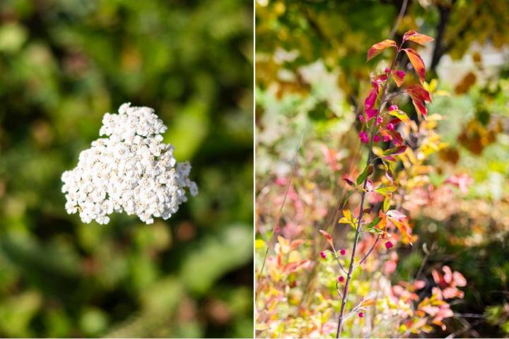 Foces de Lumbier y Arbayun: flores de finca Bordablanca