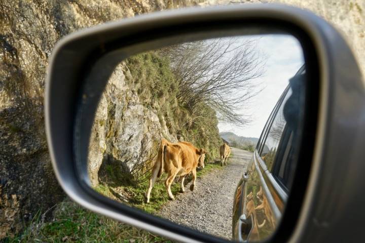 Las vacas, tráfico habitual en Sotres.