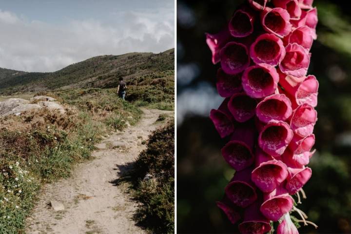 Senderos y campanillas de O Camiño dos Faros (Costa da Morte, A Coruña).