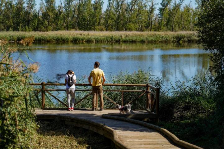 Dejando el sendero a un lado, una pasarela de madera conduce a una plataforma sobre las aguas del embalse de San José.