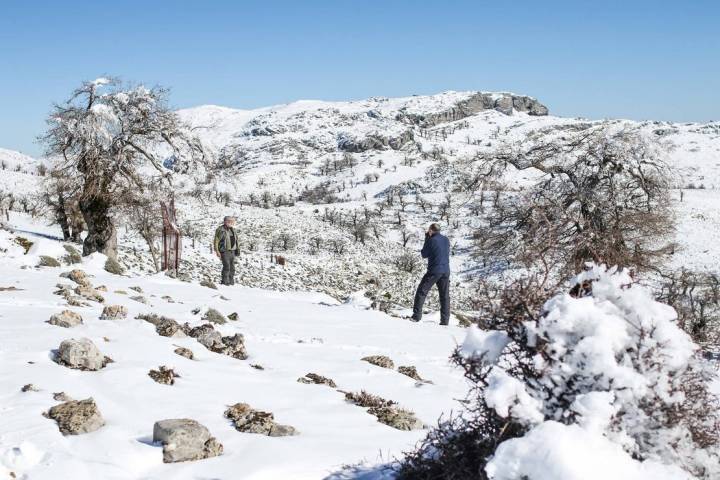 foto quejigos helados sierra nieves malaga