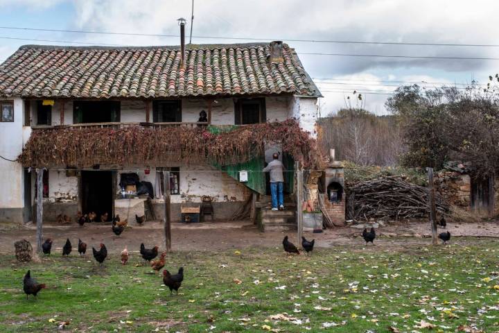 Gallinas y cerdos para la matanza han formado parte de la economía doméstica durante siglos.