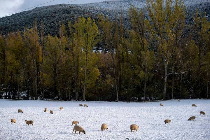 Tampoco la nieve cae a gusto de todos. Ni de las ovejas.