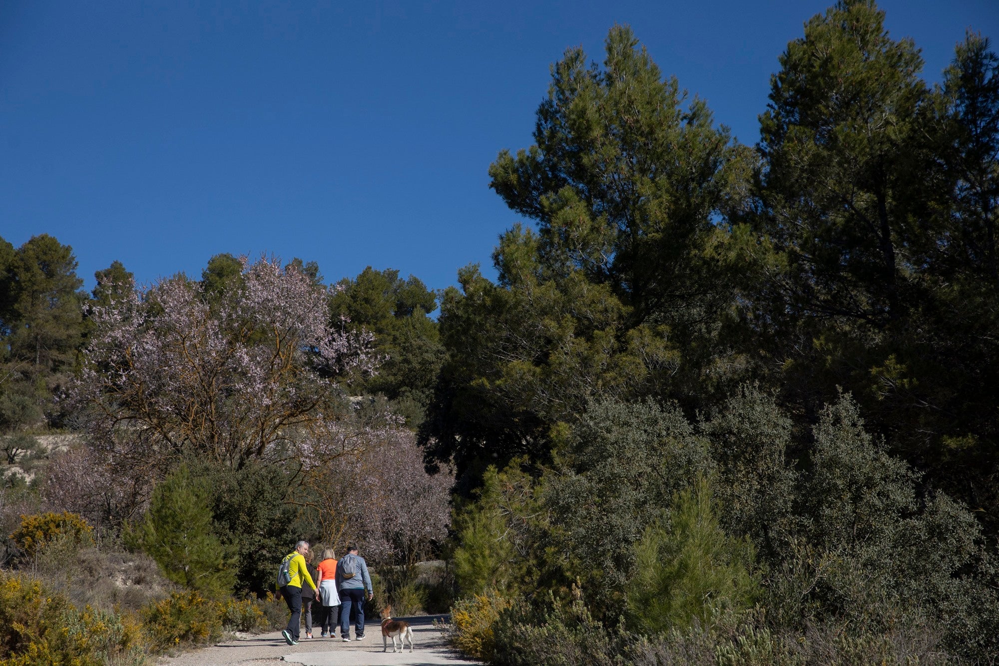 La Sarga Alcoy