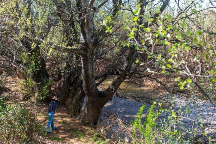 Orilla del río en la senda fluvial Muel (Zaragoza).