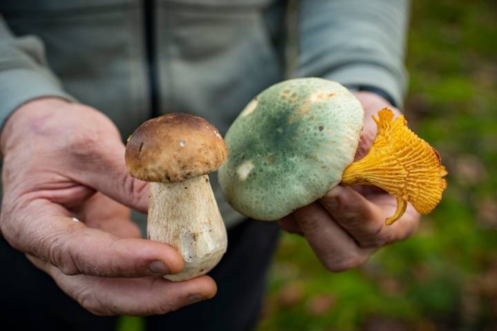 boletus russula verde cantarela goizueta