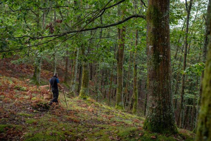 monte setas goizueta