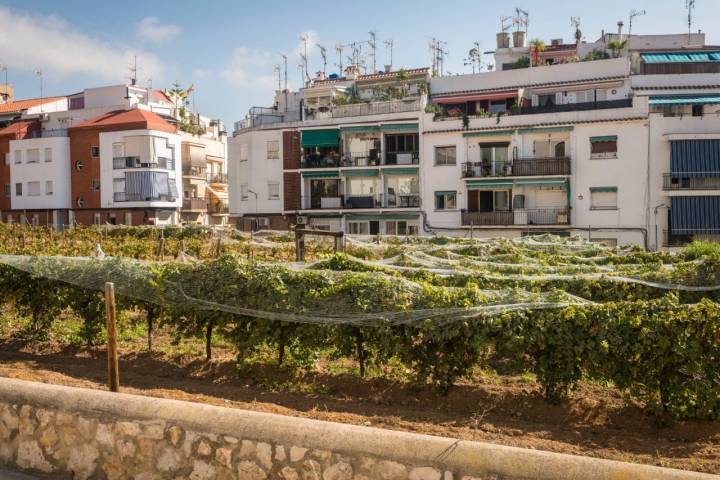 Viñedo urbano del Celler del Hospital de Sitges