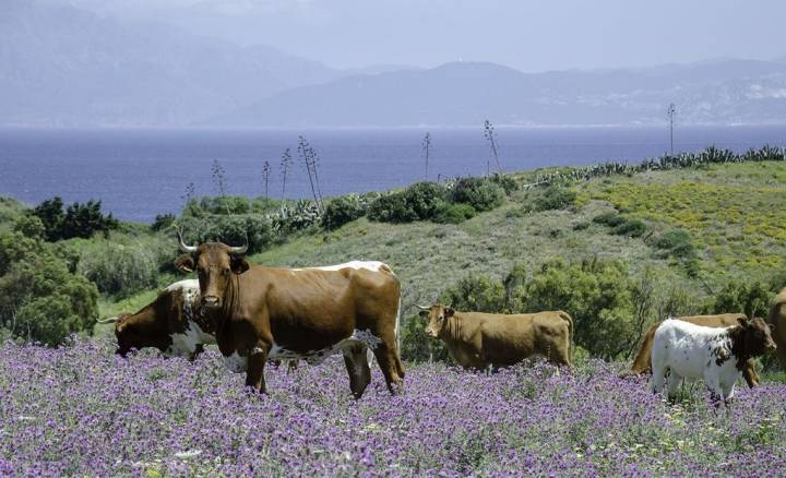 Vacas en el campo.