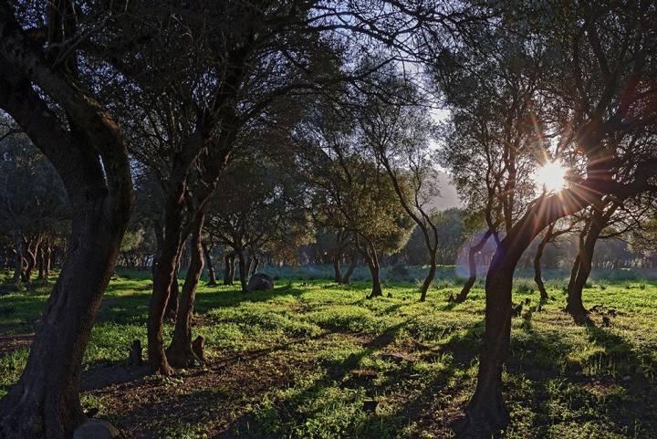 Los Alcornocales, uno de los parques naturales de la zona, aleja del calor al visitante.