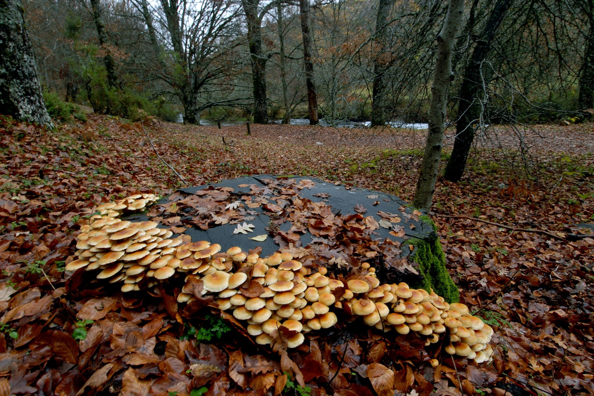 Tipos de bosques otoño setas y hojas caídas