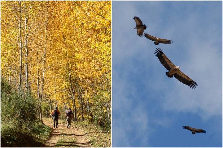 Tipos de bosques otoño mosaico buitres alameda