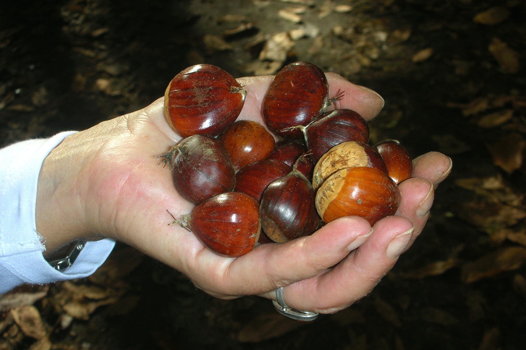 Tipos de bosques otoño castañas