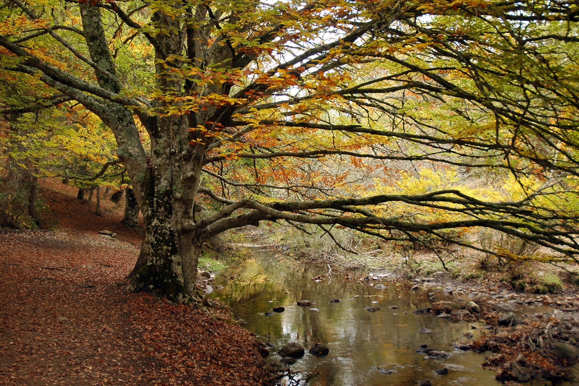 Tipos de bosques otoño hayedo