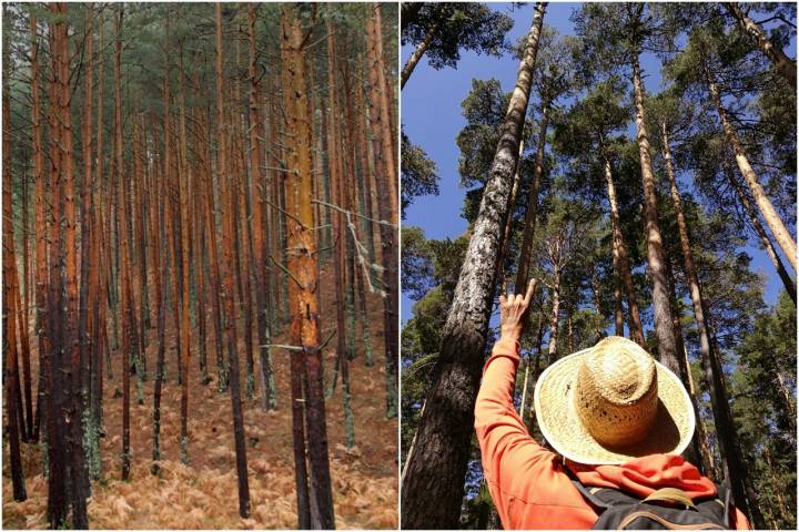 Tipos de bosques otoño mosaico pinar