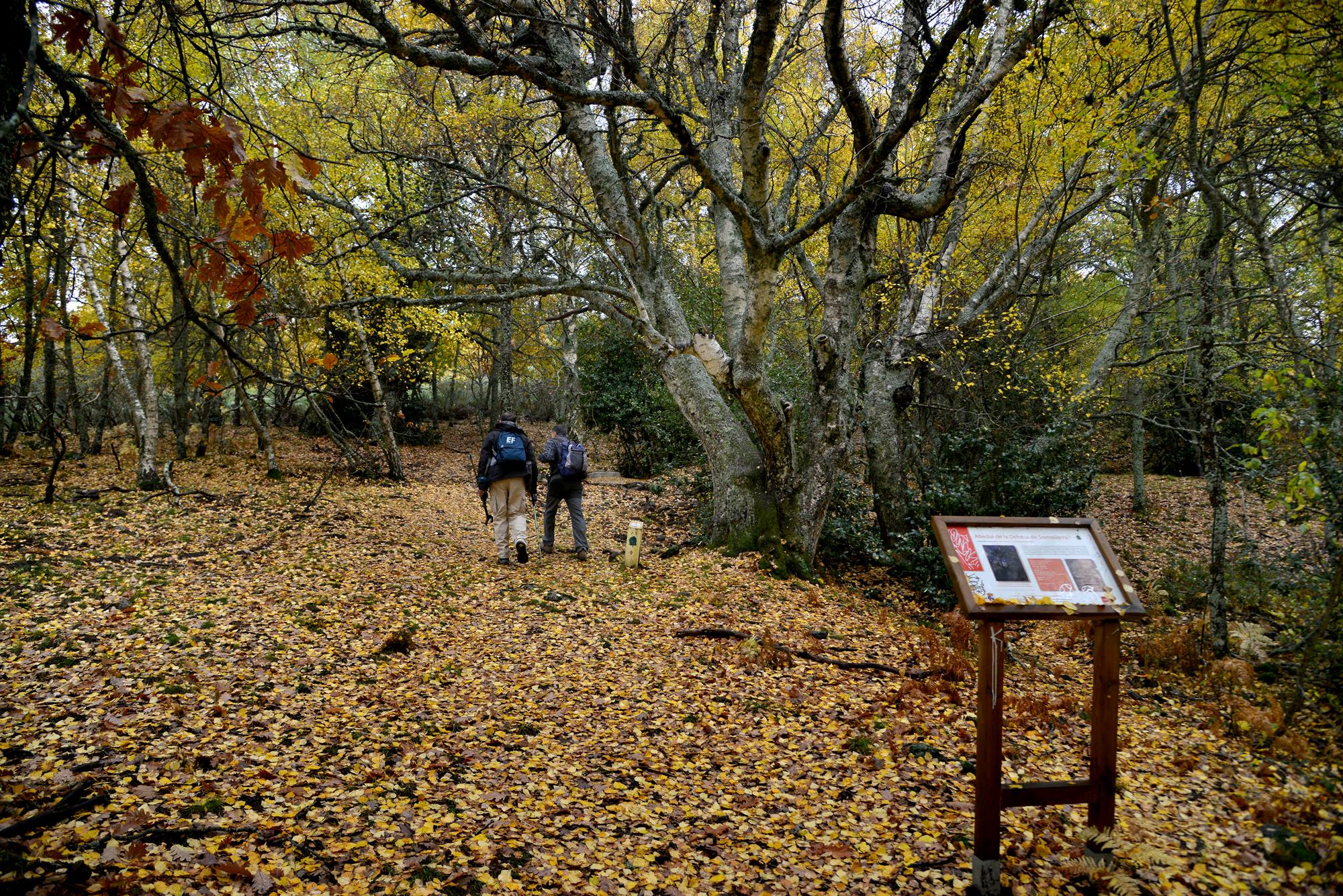 Tipos de bosques otoño abedular