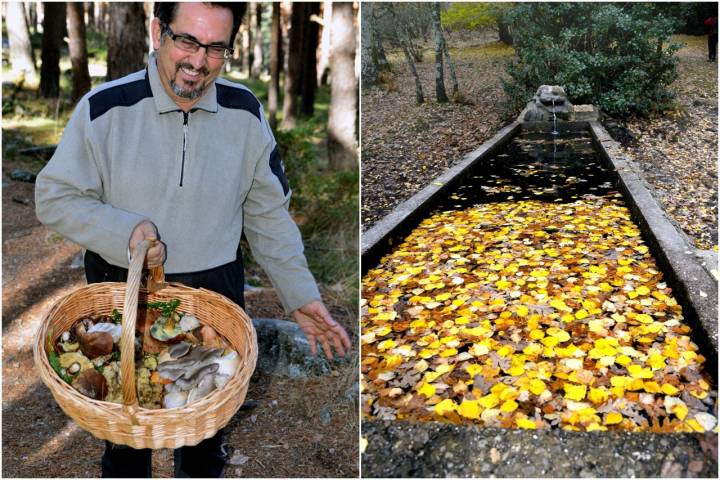 Tipos de bosques otoño setas en abedular