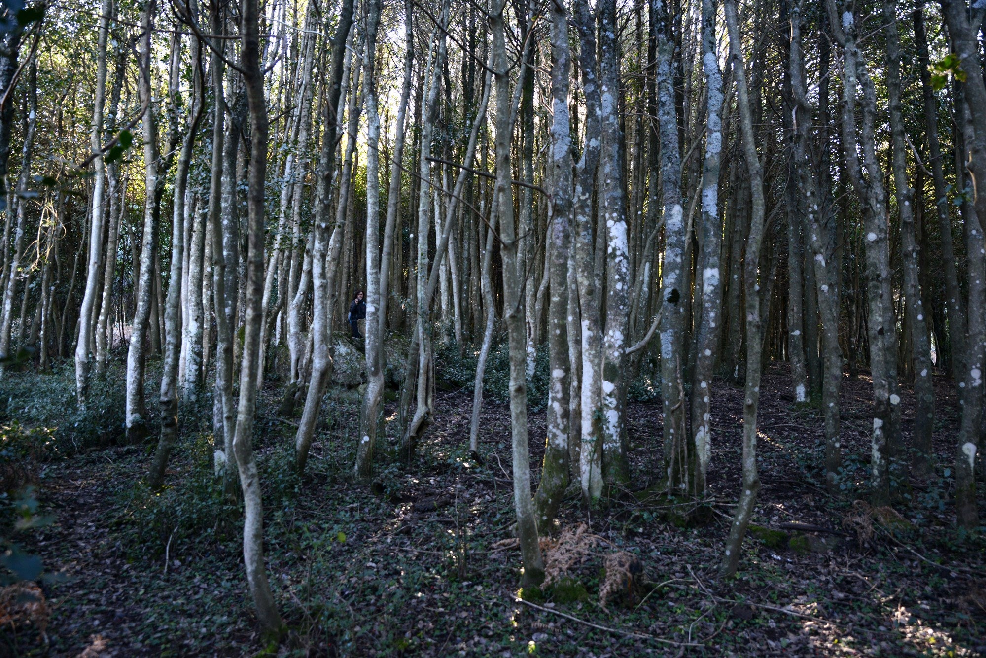 Tipos de bosques otoño acebal