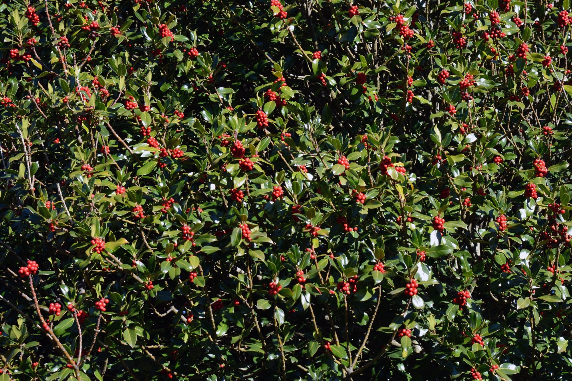 Tipos de bosques otoño frutos acebo