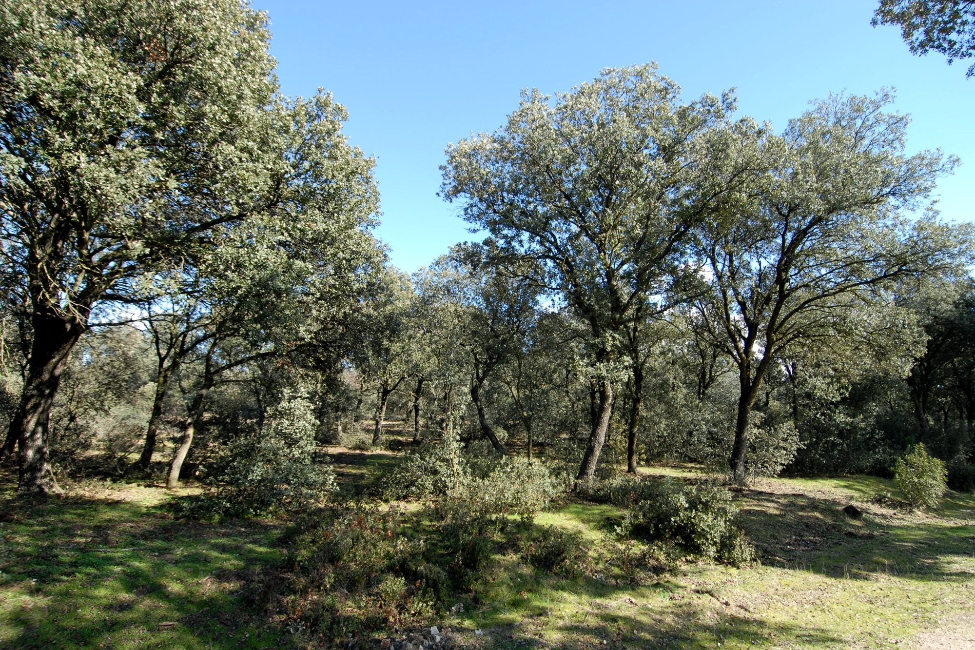 Tipos de bosques otoño encinar