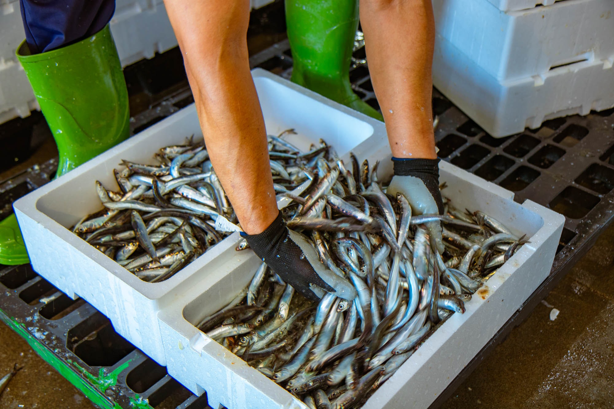 Cajas de pescado llegadas a la lonja.