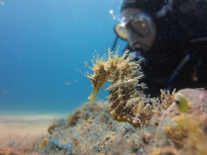 Tossa alberga la población de caballitos de mar más importante de Cataluña. Foto: Shutterstock.