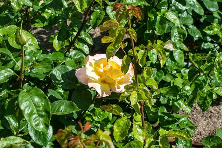 La afamada rosa Peace, del rosalista francés Francis Meilland.