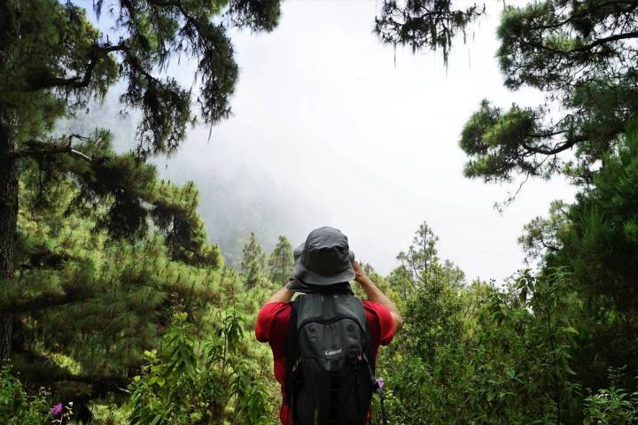 En los años 40 se empezó a repoblar con pino canario esta zona que envuelve el Parque Nacional del Teide.