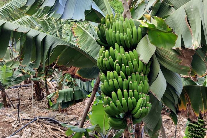 Plataneras La Palma