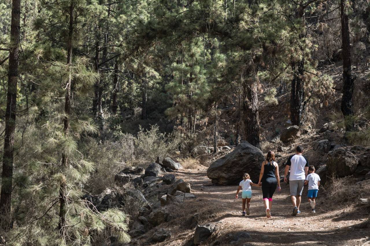 La cumbre de Canarias no tiene litoral, pero sí un mar de pinos